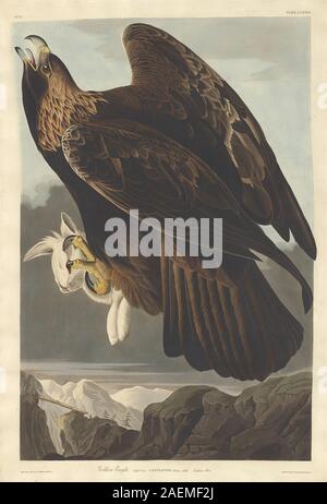 Robert Havell après John James Audubon, Golden Eagle, 1833, date de 1833 ; Golden Eagle Banque D'Images