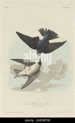 Robert Havell après John James Audubon, vert-bleu ou blanc-bellied Swallow, 1830, vert-bleu ou blanc-bellied Swallow ; date de 1830 Banque D'Images