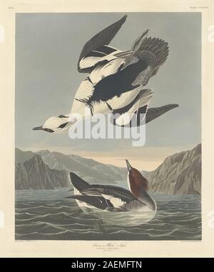 Robert Havell après John James Audubon, Tchico ou Blanc Nun, 1836, Ap ou Blanc Nun ; 1836 date Banque D'Images