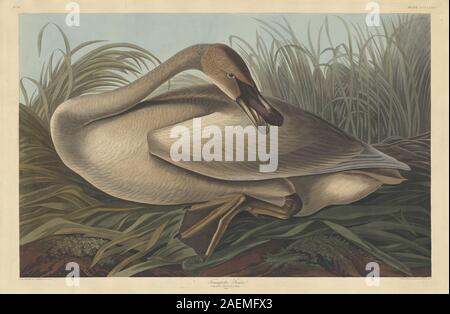 Robert Havell après John James Audubon, le Cygne, 1837, le cygne ; date 1837 Banque D'Images