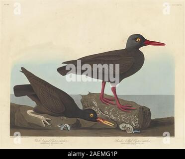 Robert Havell après John James Audubon, White-Legged Oyster-Catcher Slender-Billed Oyster-Catcher et White-Legged Oyster-Catcher, 1838, et Slender-Billed Oyster-Catcher ; date de 1838 Banque D'Images