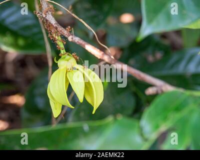 Arbre généalogique de parfum ou d'ylang-ylang Flower close up, beaucoup de fourmis rouges sont en fleur. Banque D'Images