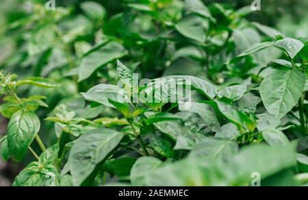 Les jeunes plants de poivrons doux. Semis en bonne santé, l'agriculture biologique. Close up. Banque D'Images