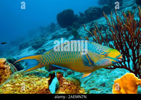Perroquet (Scarus vetula Queen), natation dans une barrière de corail, Bonaire, Antilles néerlandaises, Caraïbes Banque D'Images