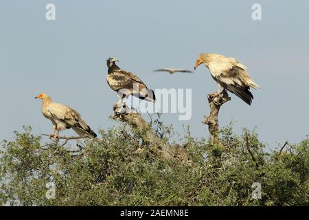 Les vautours sur la branche égyptienne Banque D'Images