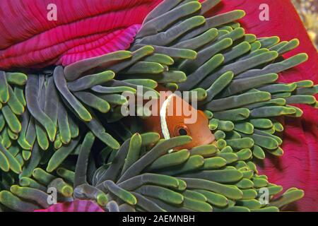 Maldives poisson clown (Amphiprion nigripes) vit en symbiose avec l'anémone de mer magnifique (Heteractis magnifica), Ari Atoll, Maldives Banque D'Images