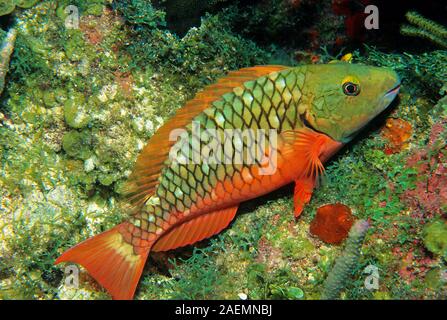 Redtail perroquet Sparisoma (chrysopterum) dans un récif de corail, Bonaire, Antilles néerlandaises, Caraïbes Banque D'Images