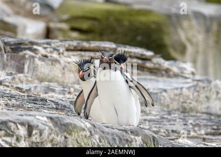 Groupe de Rockhopper la marche vers la caméra dans les îles Falkland Banque D'Images