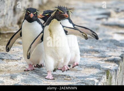 Groupe des gorfous sauteurs à marcher vers la caméra dans les îles Falkland Banque D'Images