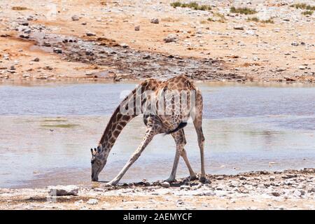 Girafe eau potable au trou d'eau, étaler les jambes、salin, Parc national d'Etosha, Namibie, Afrique australe, Afrique Banque D'Images