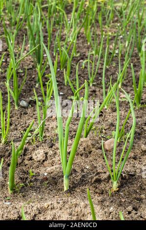 La ciboulette poussé au printemps. Sur un lit d'oignons verts plantés en rangées. Banque D'Images