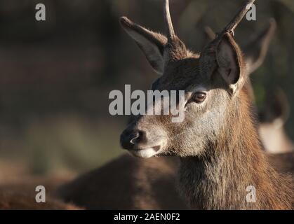 Troupeau de cerfs rouges dans un parc contrôlé à demeure seigneuriale. Banque D'Images