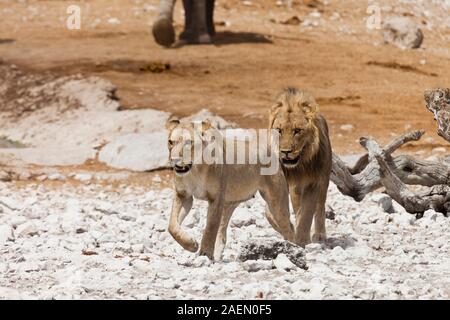 Couple de lions visitant le trou d'eau, salin, parc national d'Etosha, Namibie, Afrique australe, Afrique Banque D'Images