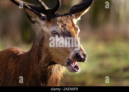 Troupeau de cerfs rouges dans un parc contrôlé à demeure seigneuriale. Banque D'Images