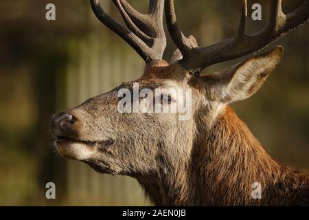 Troupeau de cerfs rouges dans un parc contrôlé à demeure seigneuriale. Banque D'Images