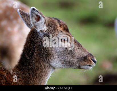 Troupeau de cerfs rouges dans un parc contrôlé à demeure seigneuriale. Banque D'Images