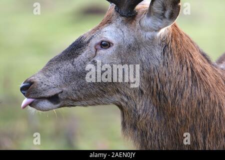 Troupeau de cerfs rouges dans un parc contrôlé à demeure seigneuriale. Banque D'Images