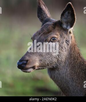 Troupeau de cerfs rouges dans un parc contrôlé à demeure seigneuriale. Banque D'Images