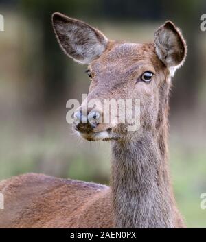 Troupeau de cerfs rouges dans un parc contrôlé à demeure seigneuriale. Banque D'Images