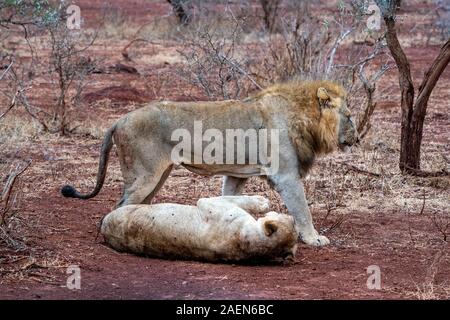 La saison des amours pour lion et lionne dans kruger park south africa Banque D'Images