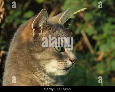 vue latérale de magnifique chat tabby de côté avec arrière-plan de jardin Banque D'Images