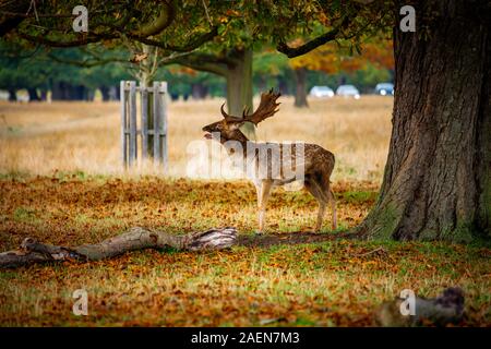 Le daim mâle debout sous un arbre en automne Banque D'Images