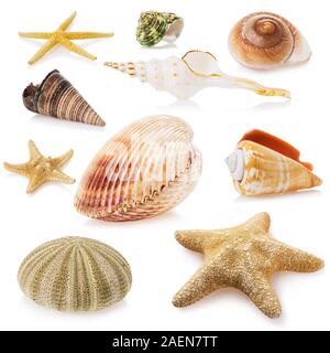 Grand ensemble de coquilles de mer isolé sur un fond blanc. Photo empilés Banque D'Images