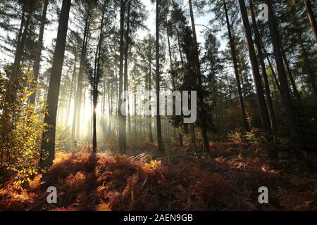 Mélèzes dans la forêt d'automne par temps de brouillard pendant le lever du soleil. Banque D'Images