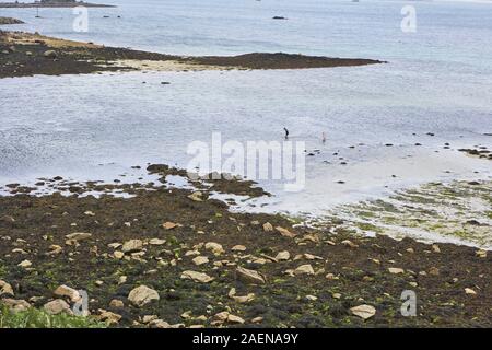 Marée basse sur une plage en Bretagne, les pierres et les algues, deux personnes dans l'eau peu profonde Banque D'Images