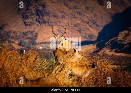 Monarque de la Glen : Red Deer Stag en Glen Etive, Ecosse Banque D'Images