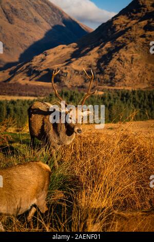 Monarque de la Glen : Red Deer Stag en Glen Etive, Ecosse Banque D'Images