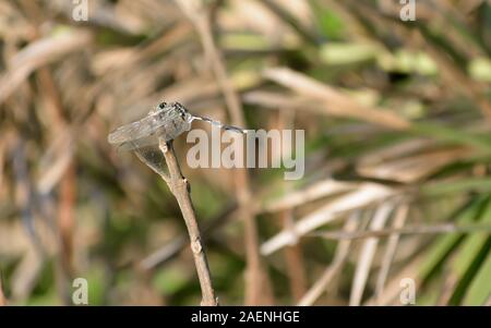 Libellule insecte demoiselle ou - Odonata Anisoptera infraordre sauterelle de famille avec les yeux à facettes multiples, des paires, des ailes transparentes patché. W Banque D'Images