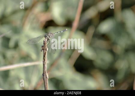 Libellule insecte demoiselle ou - Odonata Anisoptera infraordre sauterelle de famille avec les yeux à facettes multiples, des paires, des ailes transparentes patché. W Banque D'Images