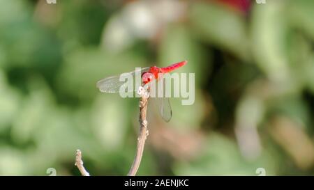 Libellule Libellule insecte commun (Odonata Anisoptera infraordre) sauterelle famille. Une belle créature colorée dans le monde naturel. Des animaux sauvages Banque D'Images