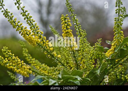 Mahonia x media 'Winter Sun' jardin floraison arbuste à fleurs jaunes en grappes d'un automne humide, Berkshire, Novembre Banque D'Images