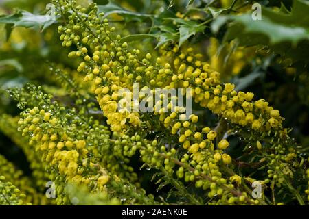 Mahonia x media 'Winter Sun' jardin floraison arbuste à fleurs jaunes en grappes d'un automne humide, Berkshire, Novembre Banque D'Images