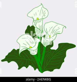 Arrière-plan avec callas blancs Illustration de Vecteur