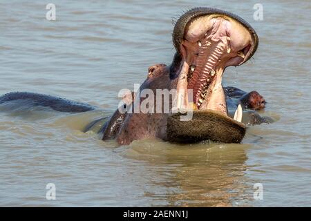 Le Big Hippo bâillement montrant des dents et d'autres détails Banque D'Images