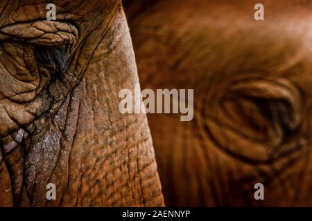 Focus sélectif et l'extrême Vue rapprochée du côté du visage d'éléphant et de longs cils. Banque D'Images