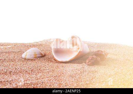 Différents petits coquillages sur le sable fin. Isolé sur fond blanc. L'heure du coucher du soleil. Flare lumière. Banque D'Images