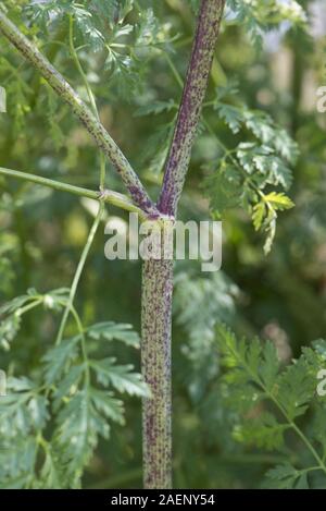 Tiges tachetées pourpre caractéristique de la pruche, Conium maculatum, creux et toxiques, Devon, Juillet Banque D'Images