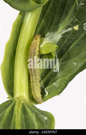 Tordeuse de l'œillet, Cacoecimorpha pronubana, Caterpillar et d'alimentation des feuilles de reliure rouge de valériane, Centranthus ruber, Septembre Banque D'Images