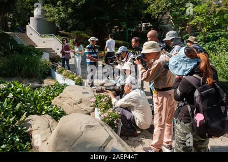 - Novembre 2019, HongKong : Groupe de photographes à prendre des photos d'insectes et de plantes à Hong Kong Park à Hongkong Banque D'Images