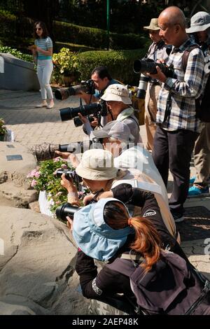 - Novembre 2019, HongKong : Groupe de photographes à prendre des photos d'insectes et de plantes à Hong Kong Park à Hongkong Banque D'Images