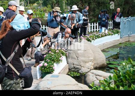 - Novembre 2019, HongKong : Groupe de photographes à prendre des photos d'insectes et de plantes à Hong Kong Park à Hongkong Banque D'Images