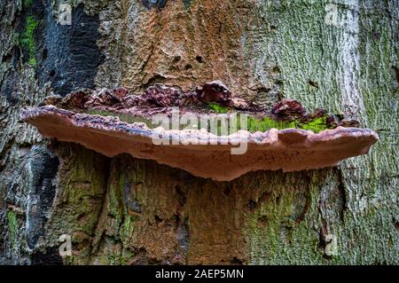 Des champignons de la parenthèse sur un arbre dans Ecclesall Woods, ancienne forêt de Sheffield. Banque D'Images