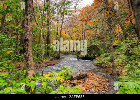 Voir le passage de la rivière Oirase rocks dans le feuillage coloré de l'automne à la forêt dans la vallée Oirase Towada Kamaishi Parc National, Aomori Prefectu Banque D'Images