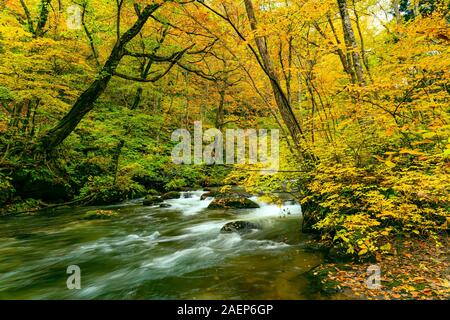 Belle vue sur le passage de la rivière Oirase roches moussues vert dans la forêt feuillage coloré de l'automne saison à Oirase dans Gorge Towada Kamaishi Na Banque D'Images