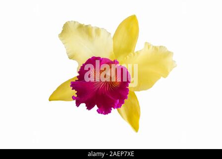 Fleurs de Cattleya jaune Banque D'Images