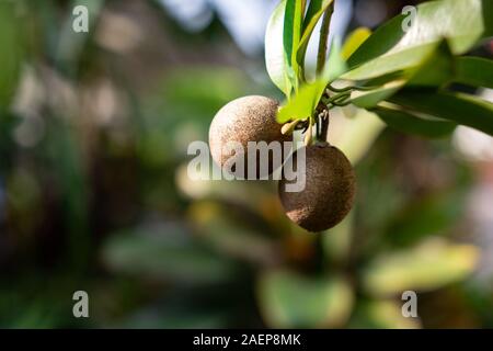 Gros plan de fruit de Sapodilla sur un arbre. Banque D'Images